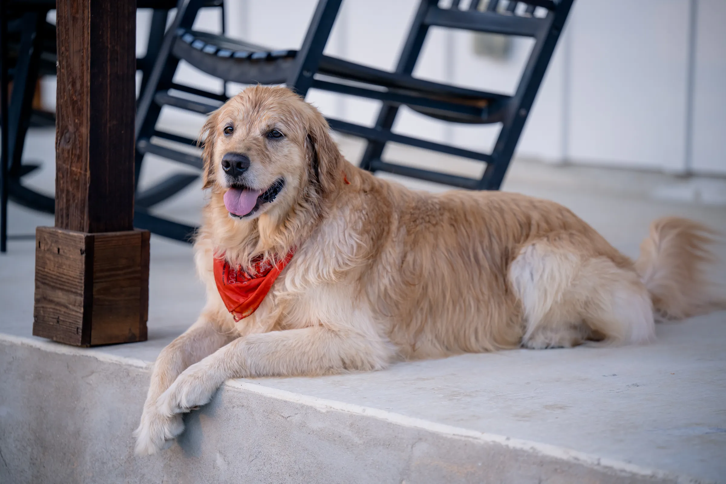 Golden retriever wearing a red bandana resting on a cottage porch at Wayside Wimberley