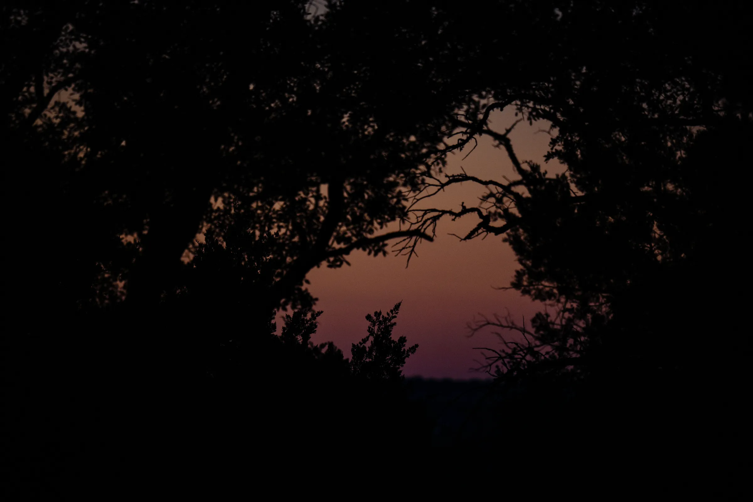 Live oak silhouetted against the sunset at Wayside Wimberley