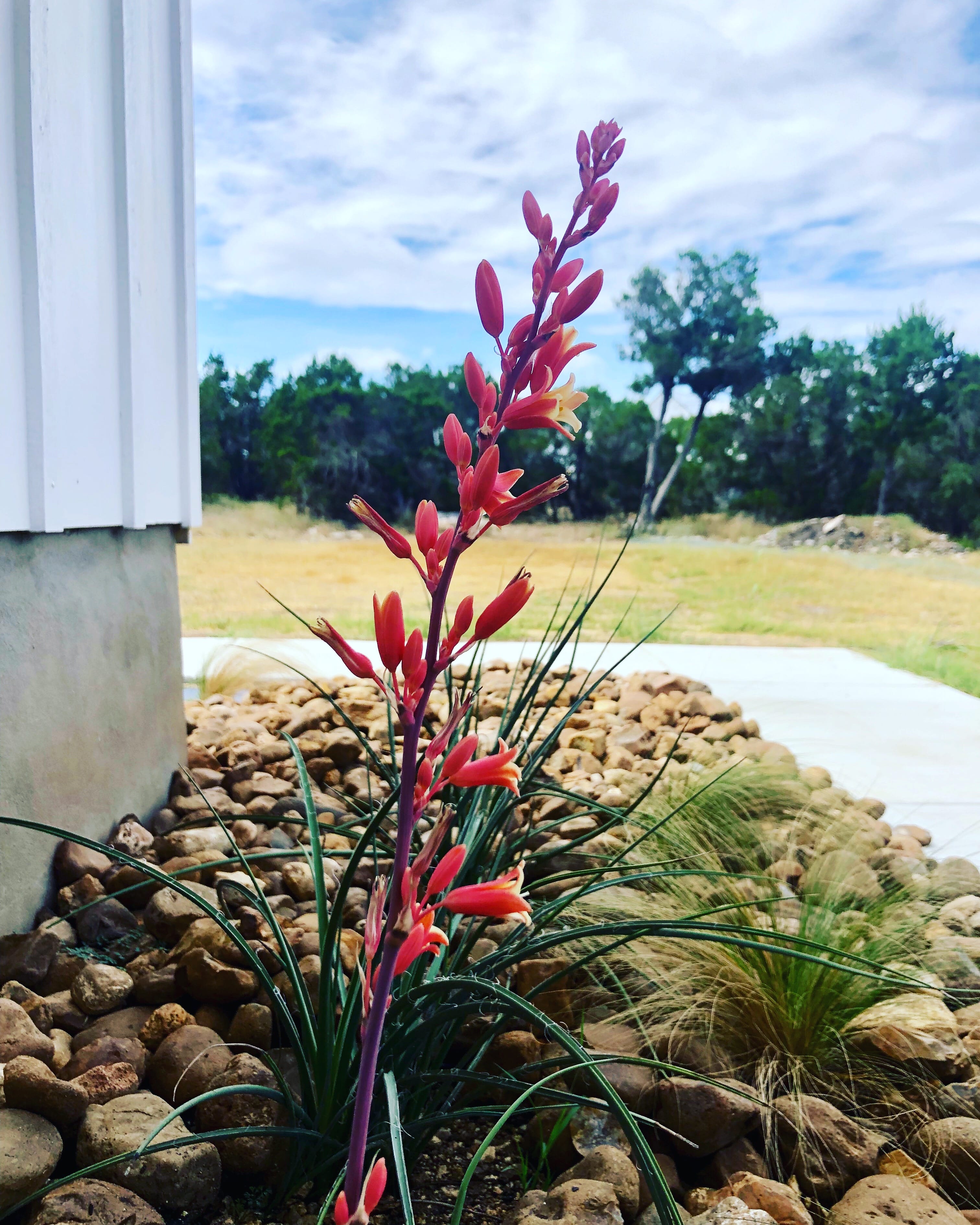 Red flowers in the landscaping outside Jackrabbit Cottage